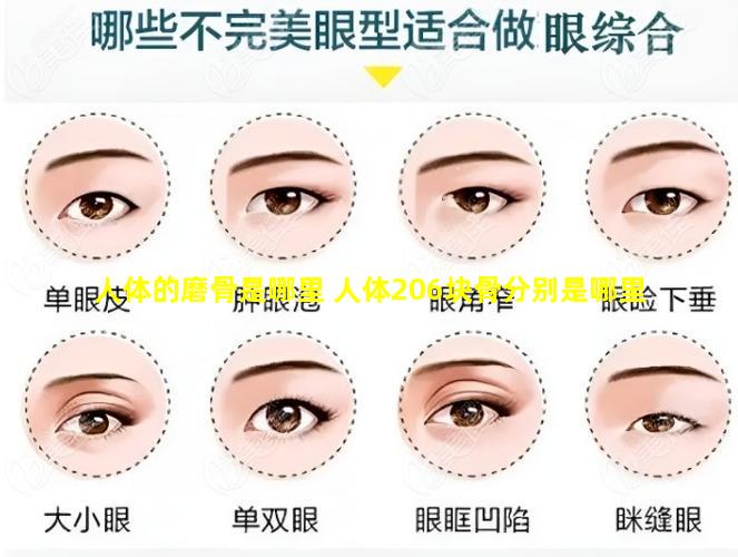 人体的磨骨是哪里 人体206块骨分别是哪里